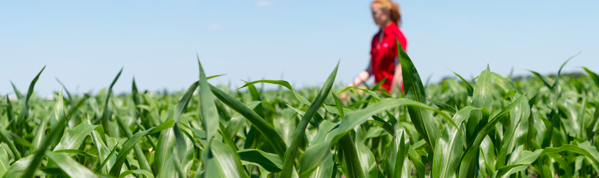 Girl in a Field of Corn