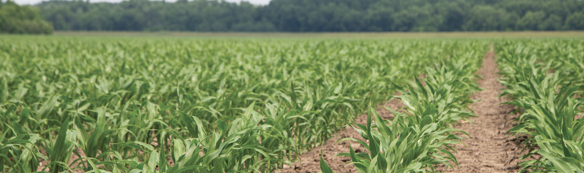 Photo of corn field and a blue sky.