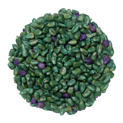 A photo of PowerCore® Enlist® Corn