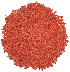 A photo of Hyper Early Wheat