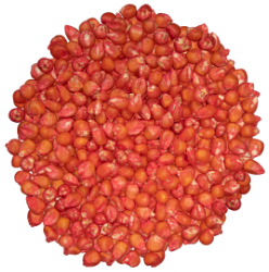 A photo of Conventional Corn